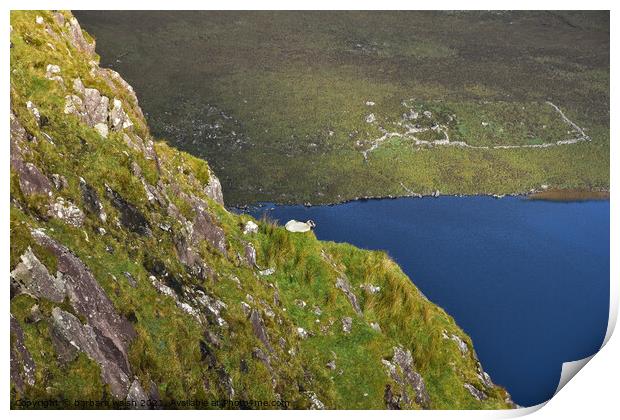 Sheep with view Print by barbara walsh