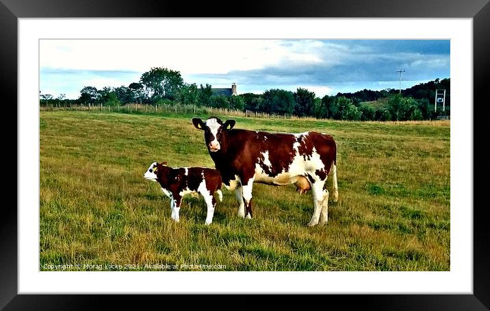 Shorthorn cow and calf Framed Mounted Print by Morag Locke