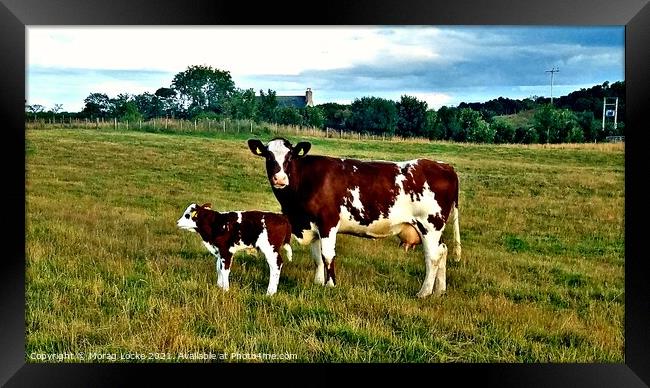 Shorthorn cow and calf Framed Print by Morag Locke