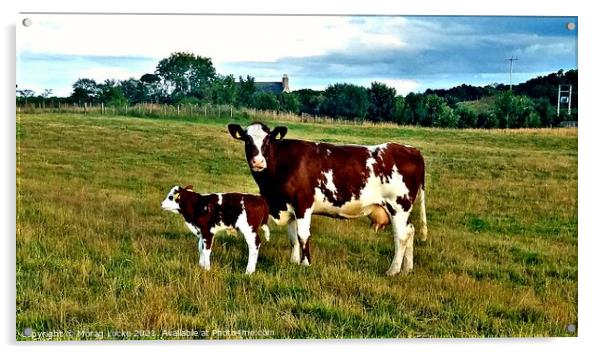 Shorthorn cow and calf Acrylic by Morag Locke