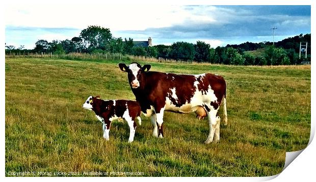 Shorthorn cow and calf Print by Morag Locke