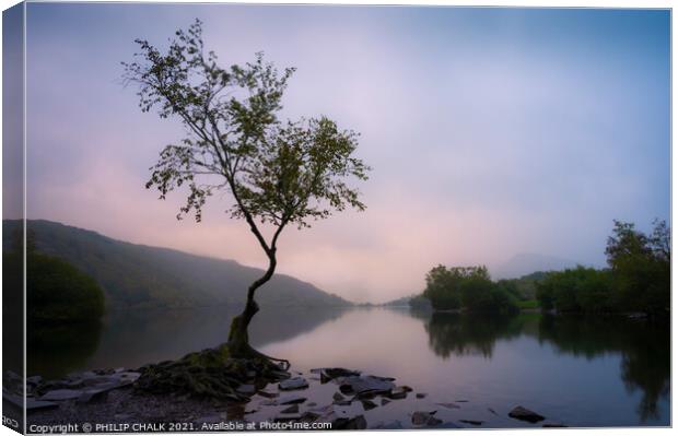 Delicate sunrise over Llyn padarn Llanberis and the lone tree 612 Canvas Print by PHILIP CHALK