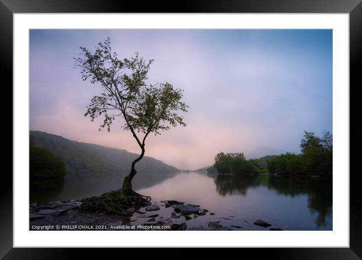 Delicate sunrise over Llyn padarn Llanberis and the lone tree 612 Framed Mounted Print by PHILIP CHALK
