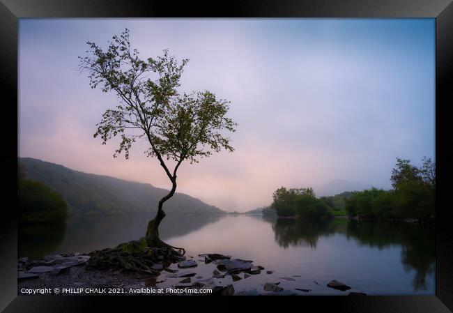 Delicate sunrise over Llyn padarn Llanberis and the lone tree 612 Framed Print by PHILIP CHALK