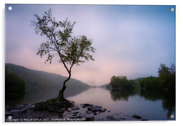 Delicate sunrise over Llyn padarn Llanberis and the lone tree 612 Acrylic by PHILIP CHALK