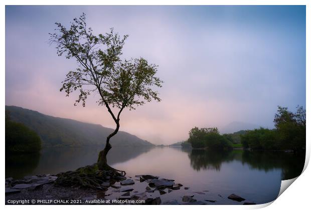 Delicate sunrise over Llyn padarn Llanberis and the lone tree 612 Print by PHILIP CHALK