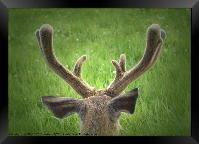 Wild Deer Antlers Resting Field Calgary Alberta Framed Print by PAULINE Crawford