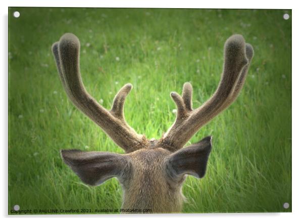 Wild Deer Antlers Resting Field Calgary Alberta Acrylic by PAULINE Crawford