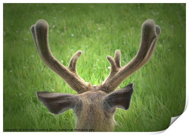 Wild Deer Antlers Resting Field Calgary Alberta Print by PAULINE Crawford