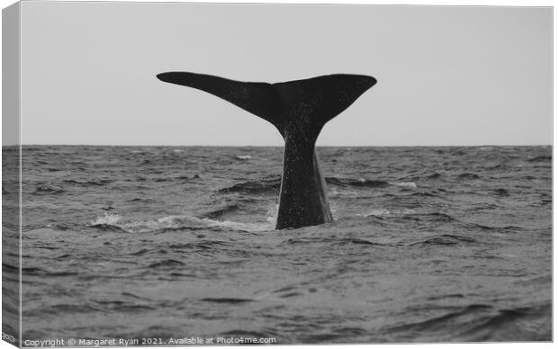 Sperm whale fluke Canvas Print by Margaret Ryan