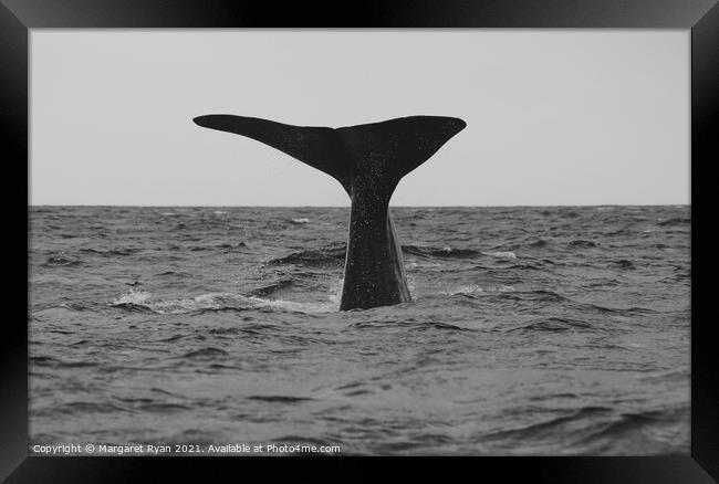 Sperm whale fluke Framed Print by Margaret Ryan
