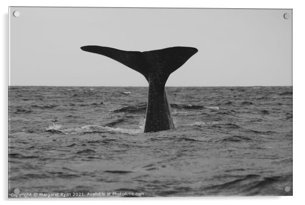 Sperm whale fluke Acrylic by Margaret Ryan