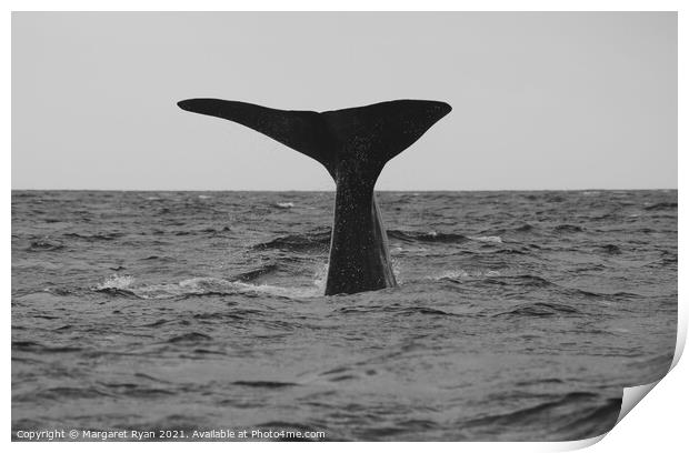 Sperm whale fluke Print by Margaret Ryan