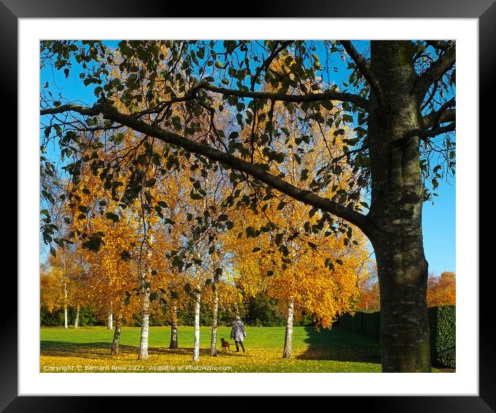 Autumn Trees Framed Mounted Print by Bernard Rose Photography