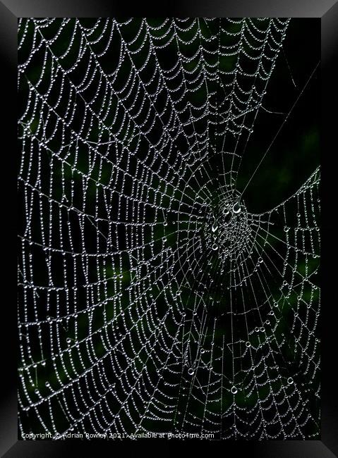 Dew on web Framed Print by Adrian Rowley