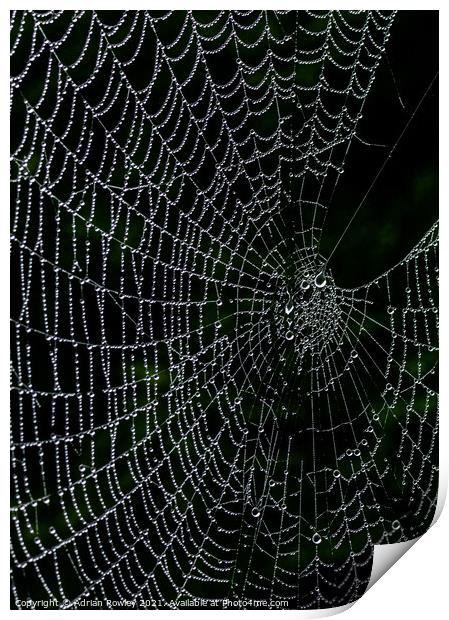 Dew on web Print by Adrian Rowley