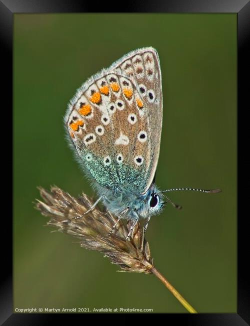Male Common Blue Butterfly - Polyommatus icarus Framed Print by Martyn Arnold