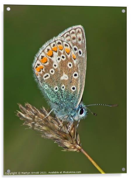 Male Common Blue Butterfly - Polyommatus icarus Acrylic by Martyn Arnold
