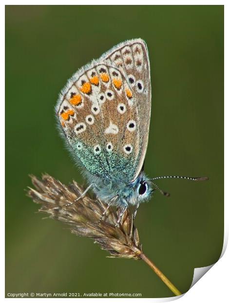 Male Common Blue Butterfly - Polyommatus icarus Print by Martyn Arnold