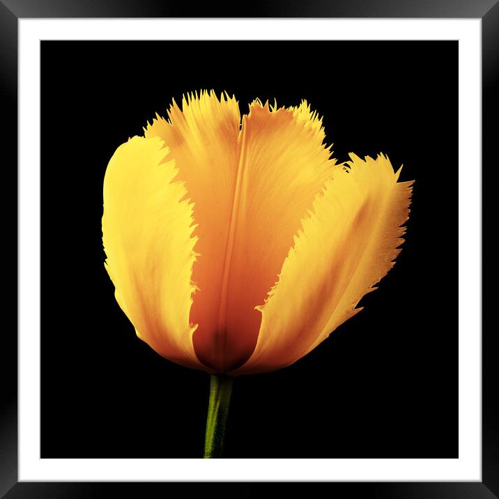 Tulip Flower Framed Mounted Print by Martin Williams