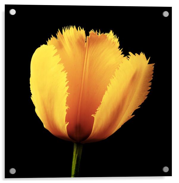 Tulip Flower Acrylic by Martin Williams
