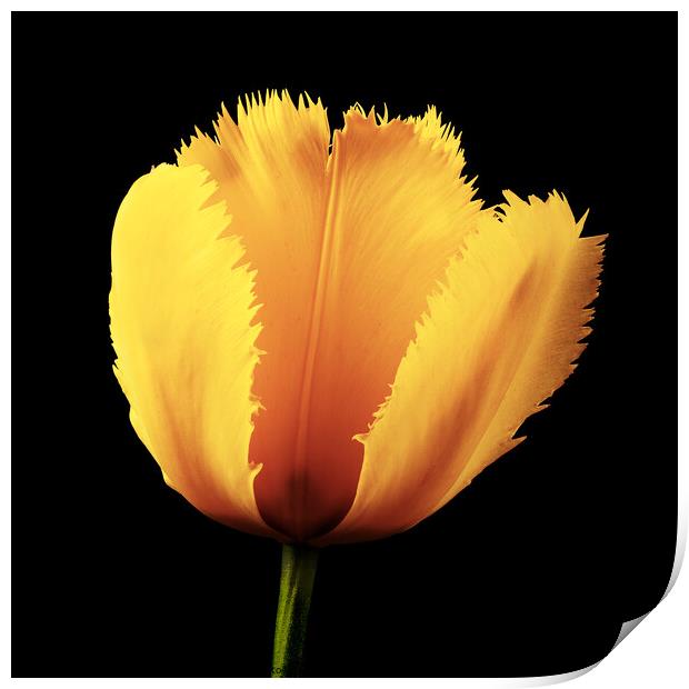 Tulip Flower Print by Martin Williams