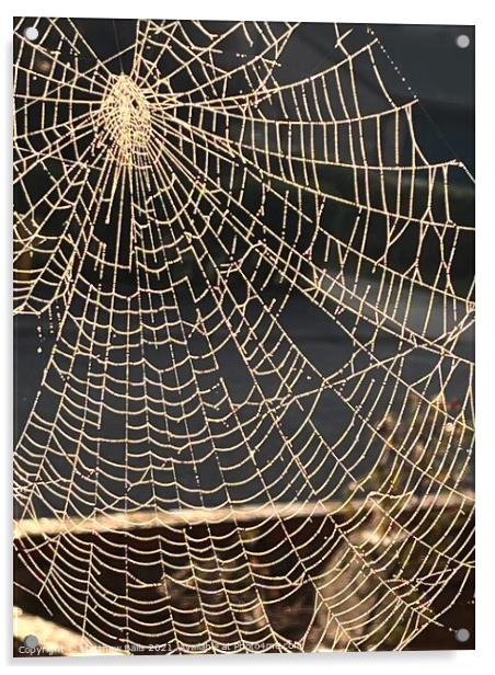 They spun a web for me Acrylic by Matthew Balls