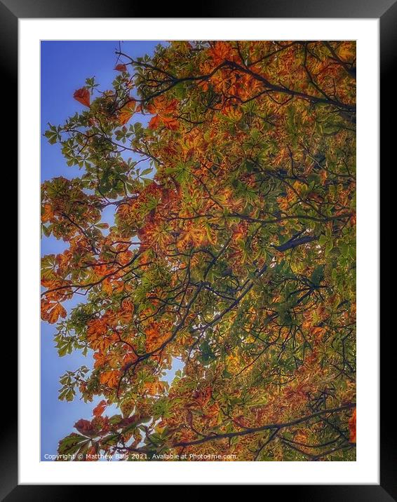 Autumn leaves  Framed Mounted Print by Matthew Balls