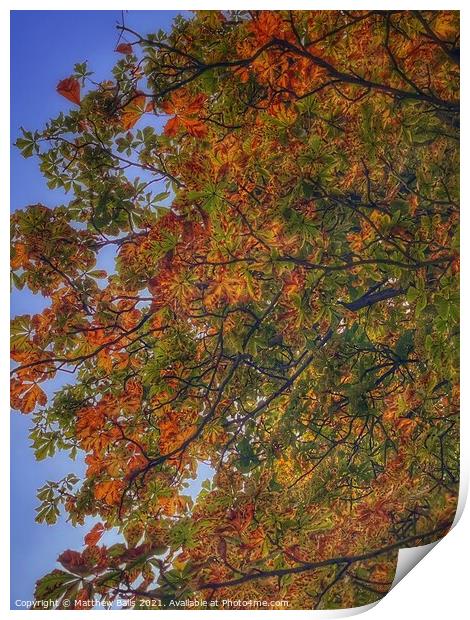 Autumn leaves  Print by Matthew Balls