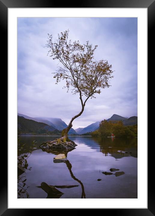 Llanberis Lonely Tree Framed Mounted Print by Liam Neon