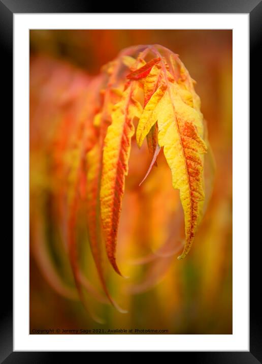 Flaming Foliage Framed Mounted Print by Jeremy Sage