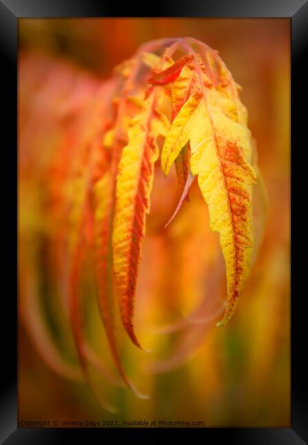 Flaming Foliage Framed Print by Jeremy Sage