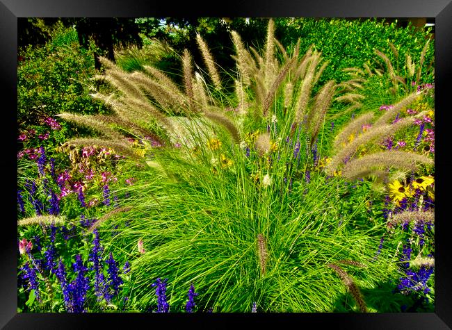 Grass in the garden Framed Print by Stephanie Moore
