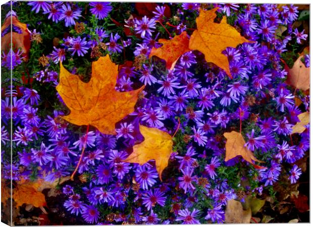Purple flowers with maple leaves Canvas Print by Stephanie Moore