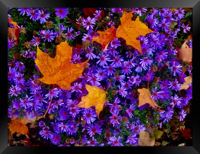 Purple flowers with maple leaves Framed Print by Stephanie Moore
