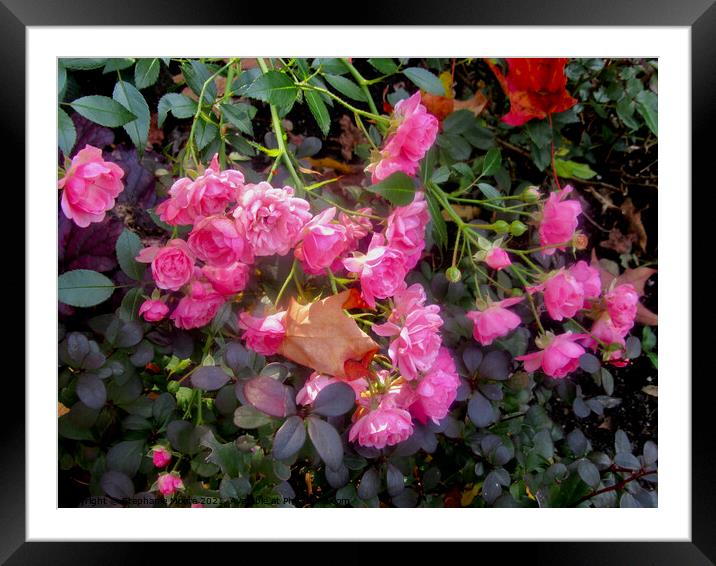 Pink Miniature Roses Framed Mounted Print by Stephanie Moore