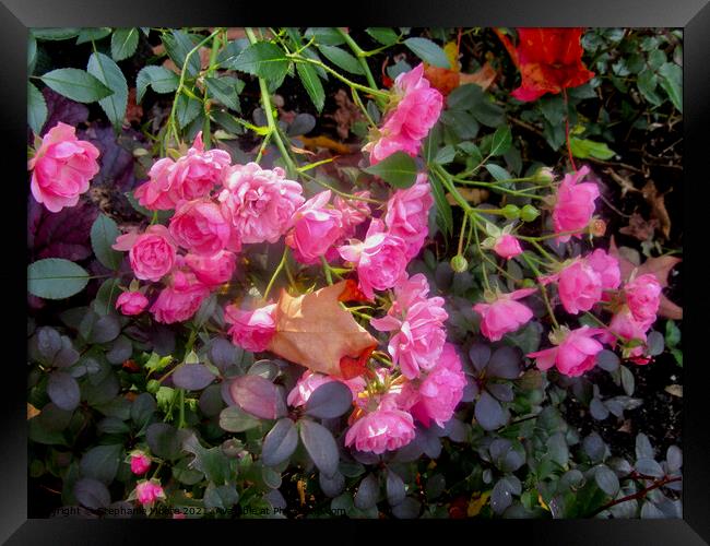 Pink Miniature Roses Framed Print by Stephanie Moore