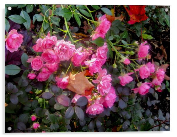 Pink Miniature Roses Acrylic by Stephanie Moore