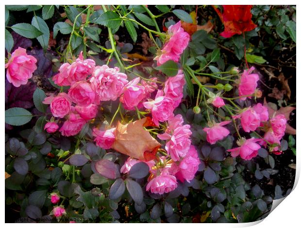 Pink Miniature Roses Print by Stephanie Moore