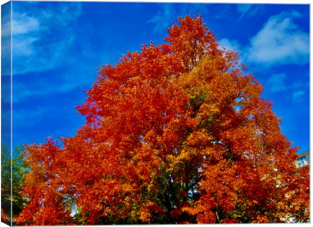 Fall Maple leaves Canvas Print by Stephanie Moore