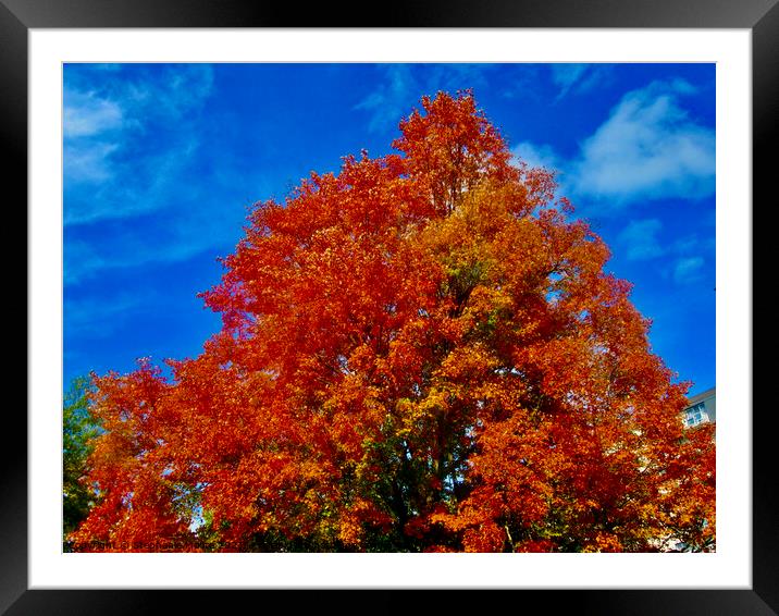 Fall Maple leaves Framed Mounted Print by Stephanie Moore
