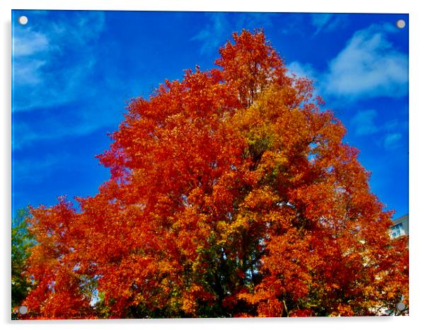 Fall Maple leaves Acrylic by Stephanie Moore