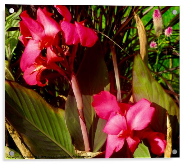 Exotic pink flowers Acrylic by Stephanie Moore