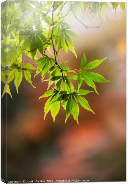 Acer leaves, in autumn Canvas Print by Justin Foulkes