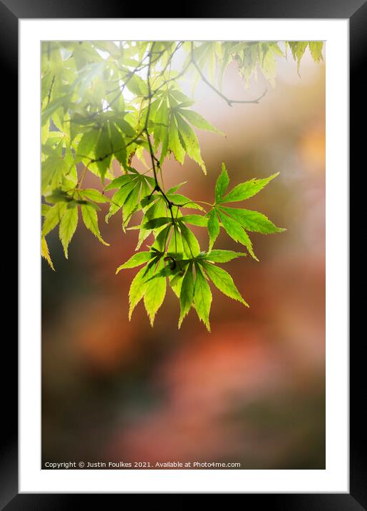 Acer leaves, in autumn Framed Mounted Print by Justin Foulkes