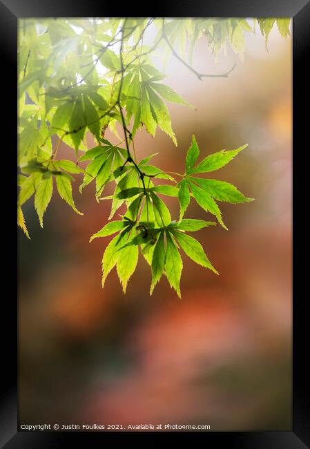 Acer leaves, in autumn Framed Print by Justin Foulkes