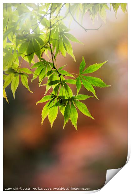 Acer leaves, in autumn Print by Justin Foulkes