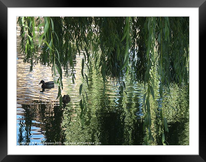 Pond at peace Framed Mounted Print by Robert Gipson