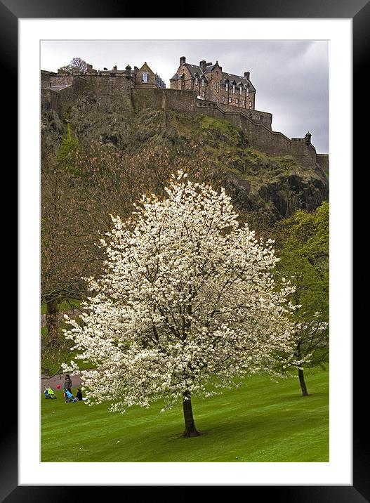 Blossom Time Framed Mounted Print by Tom Gomez