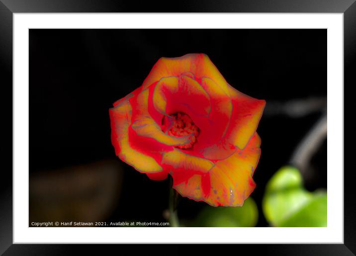Red yellow rose blossom Framed Mounted Print by Hanif Setiawan